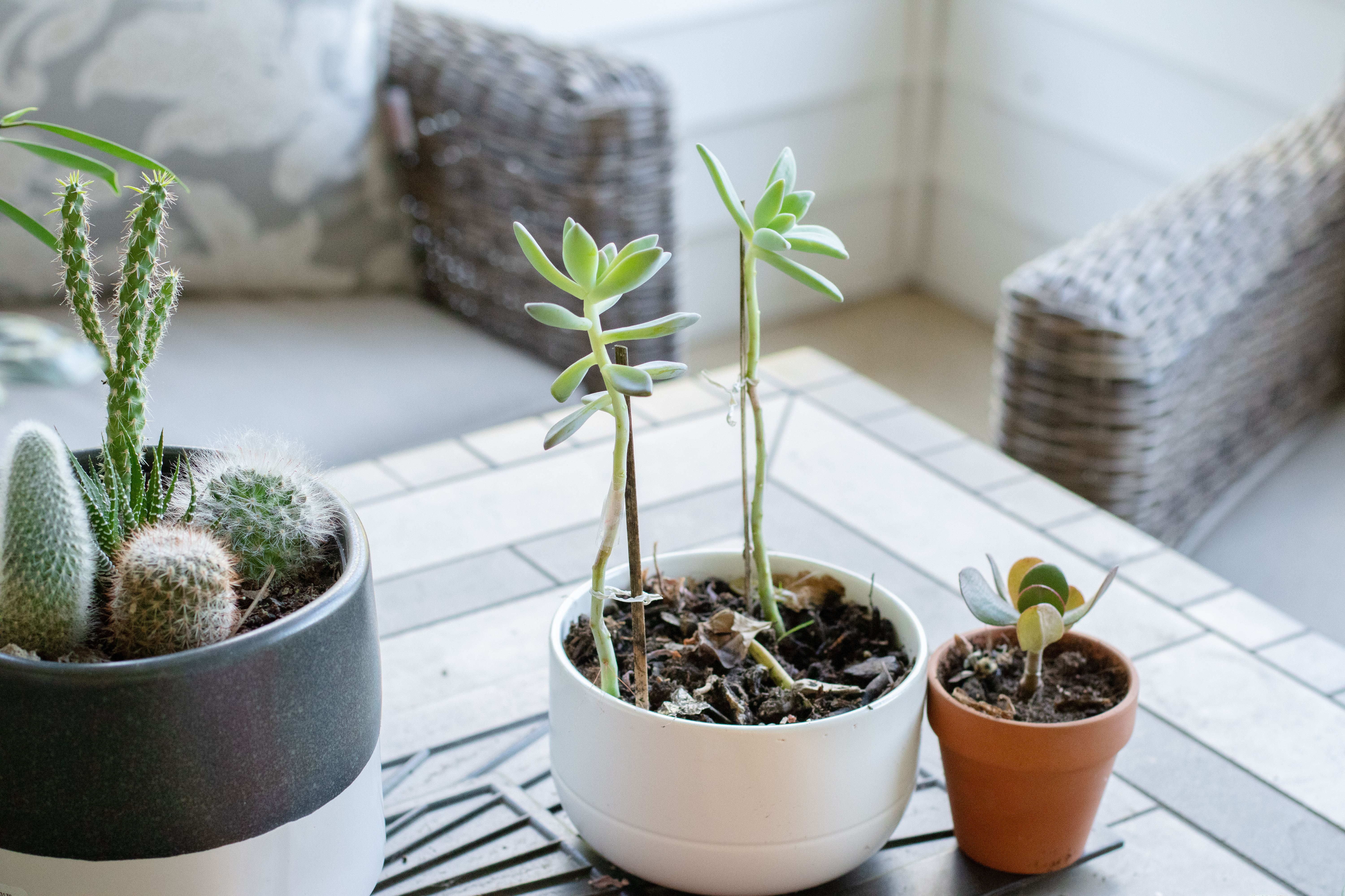Easy Succulent Propagation – How to Grow New Succulents at Home!